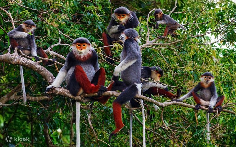 singe